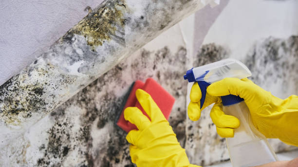 Why You Should Choose Our Mold Remediation Services in Whitaker, PA